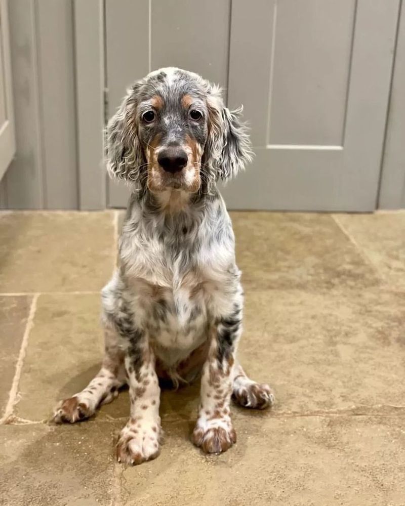 English Setter