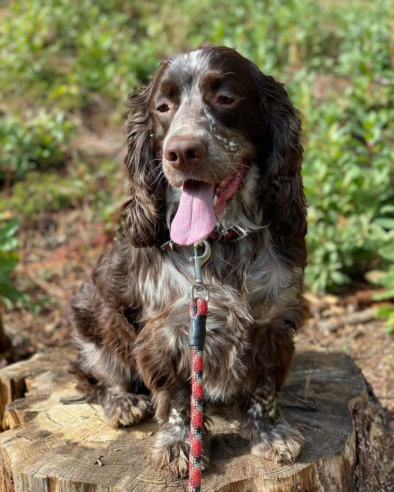 English Springer Spaniel