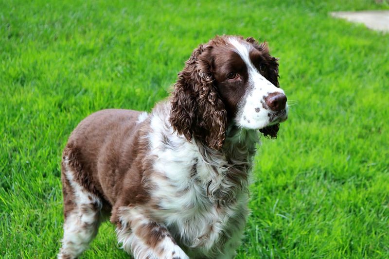 English Springer Spaniel