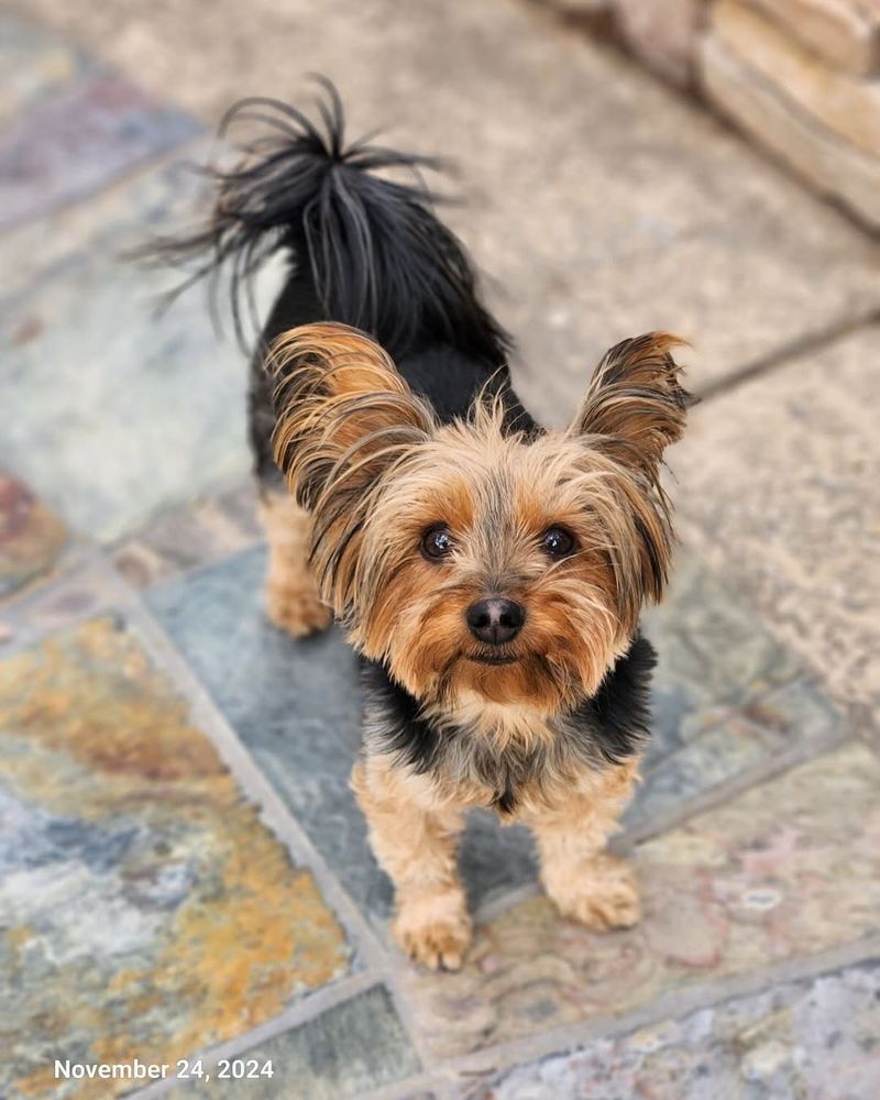 Yorkshire Terrier