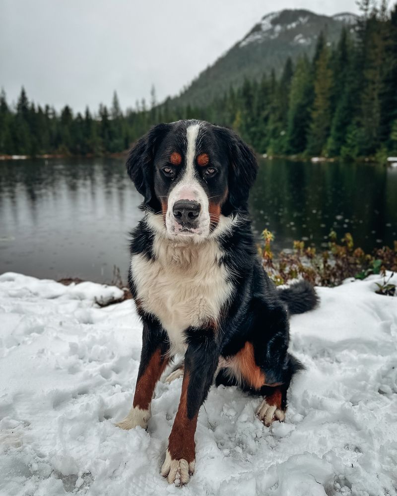 Entlebucher Mountain Dog