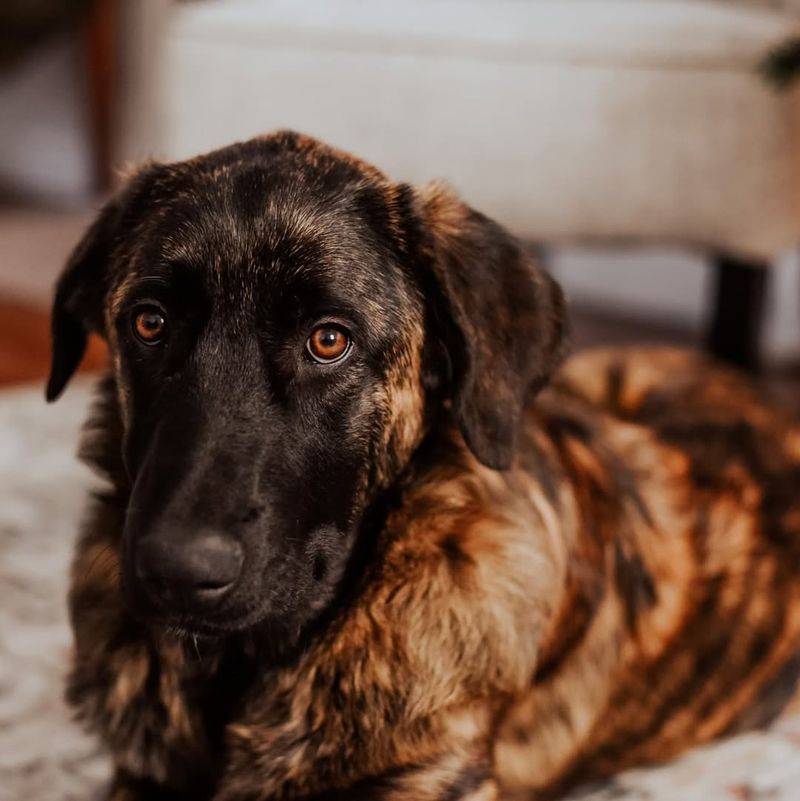 Estrela Mountain Dog