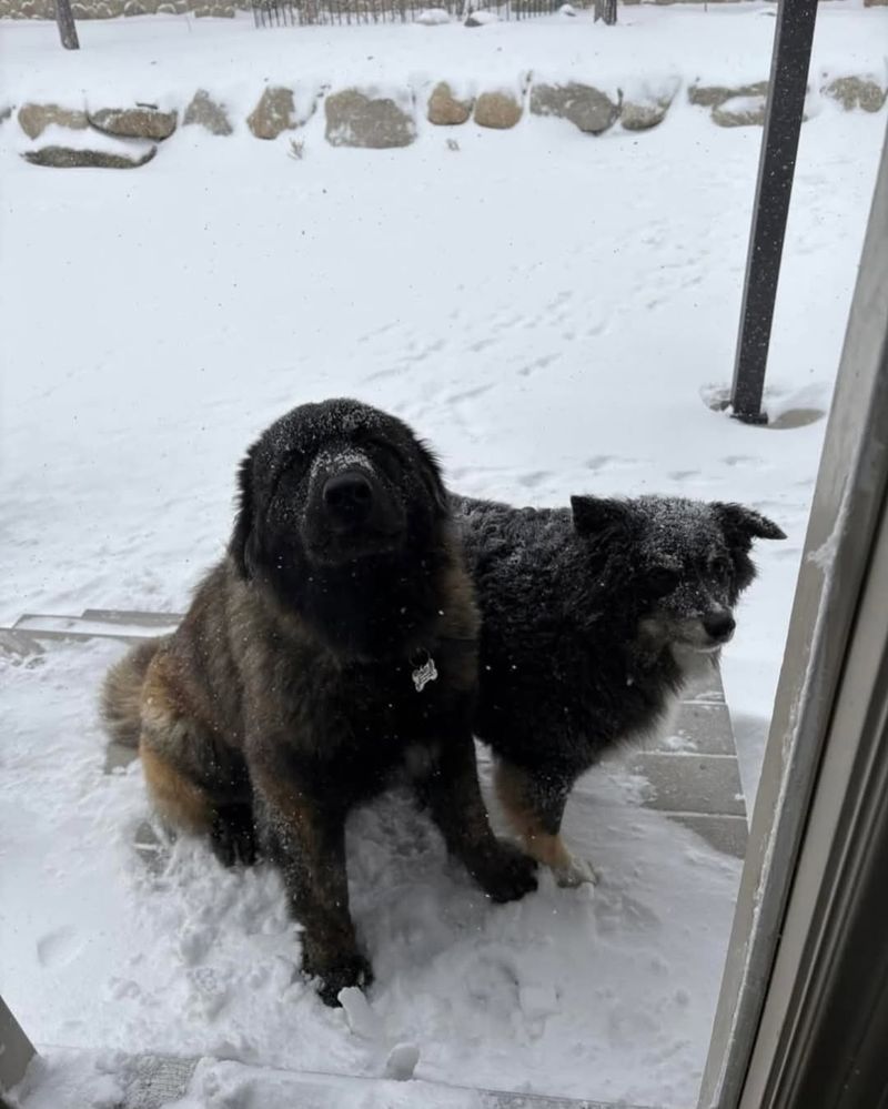 Estrela Mountain Dog