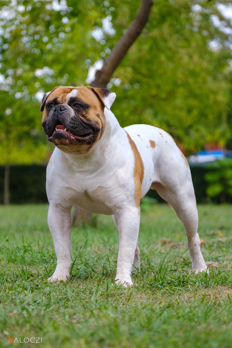 Expect Fur Everywhere: The Shedding Habits of American Bulldogs