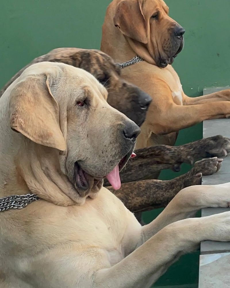 Fila Brasileiro