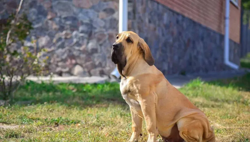 Fila Brasileiro