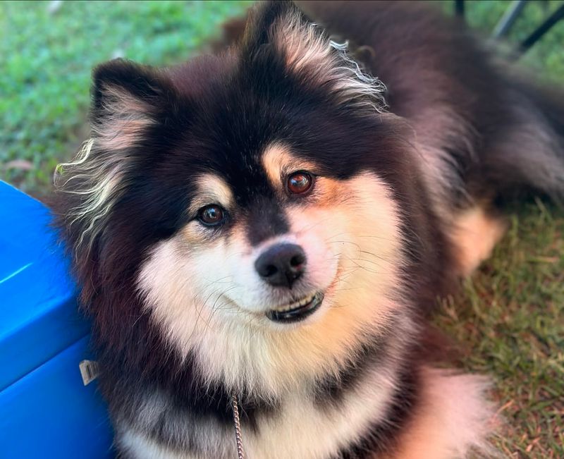 Finnish Lapphund