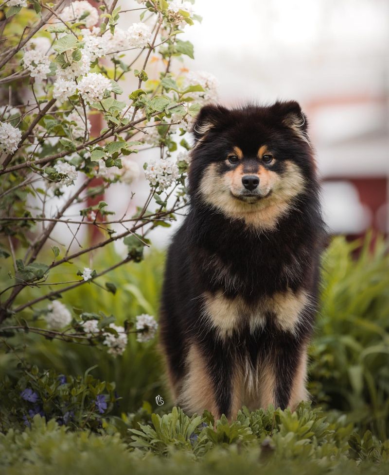 Finnish Lapphund