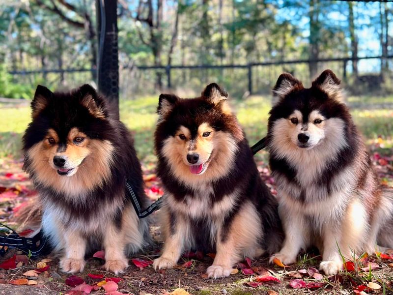 Finnish Lapphund