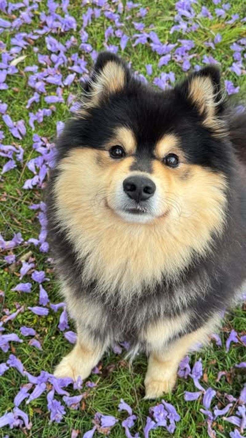 Finnish Lapphund