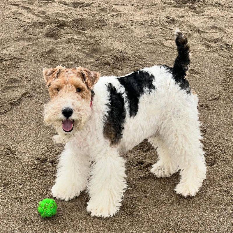 Fox Terrier