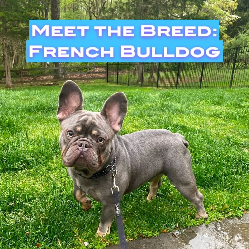 French Bulldog