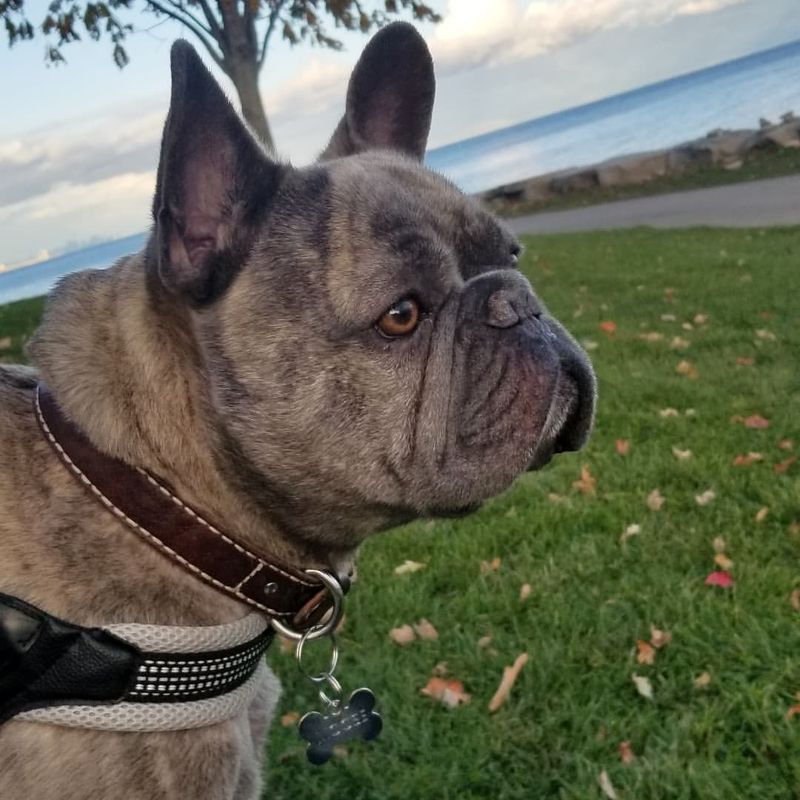 French Bulldog