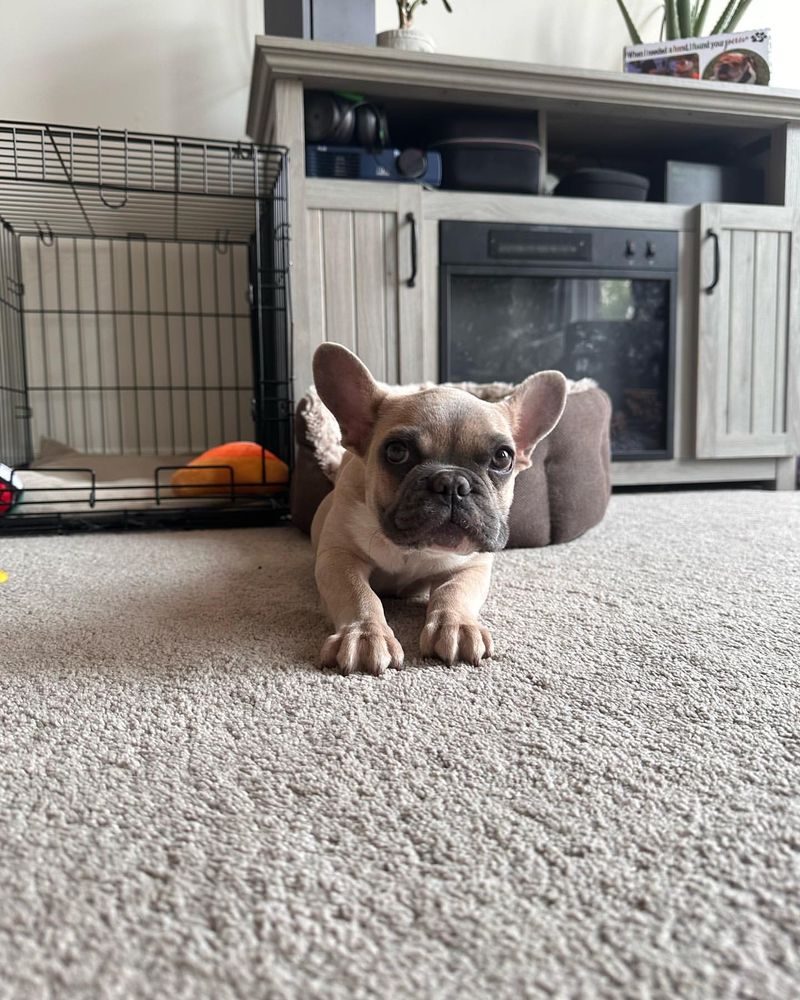French Bulldog