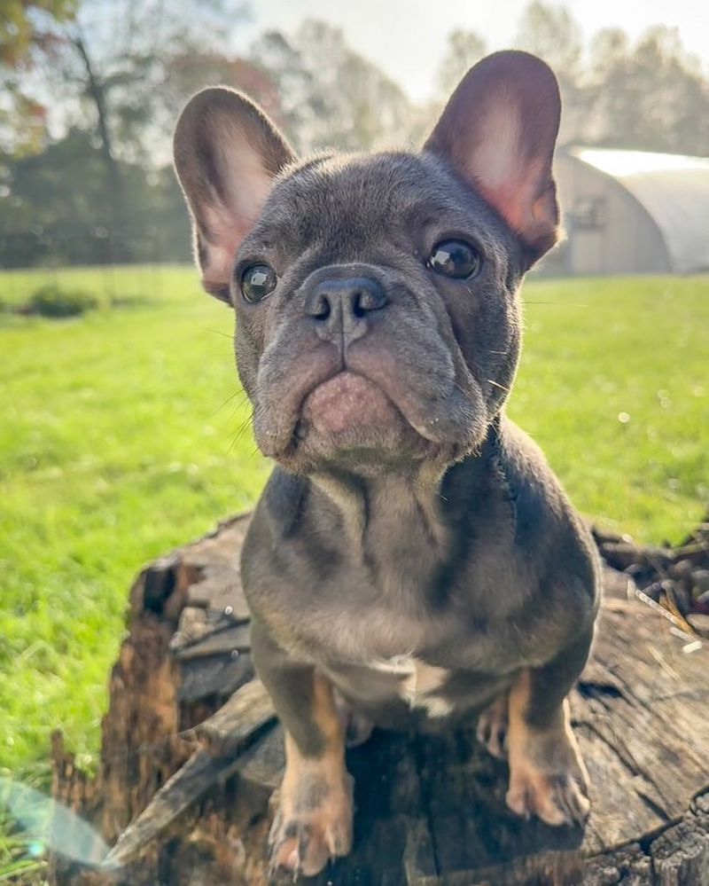 French Bulldog