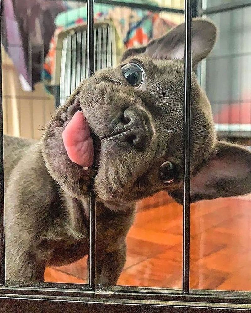 French Bulldog