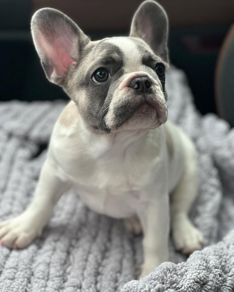 French Bulldog