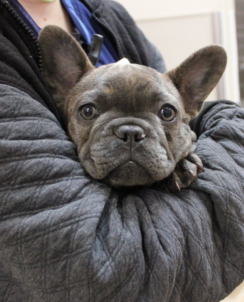 French Bulldog