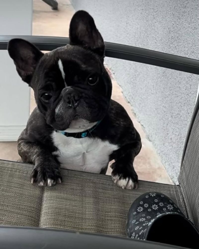 French Bulldog