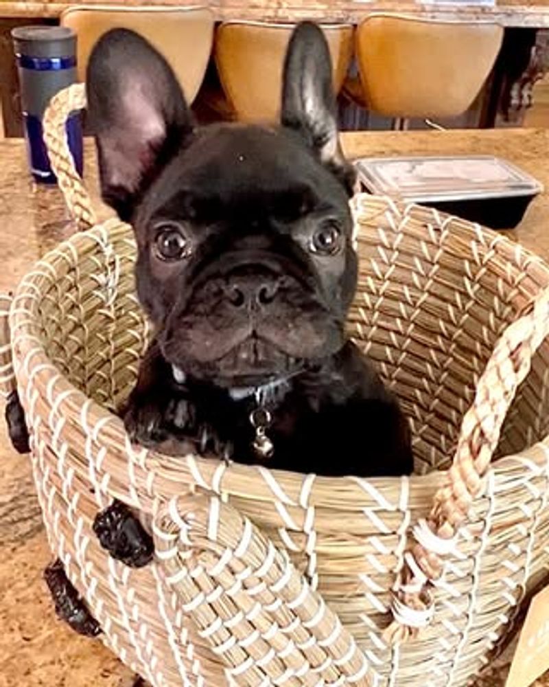 French Bulldog