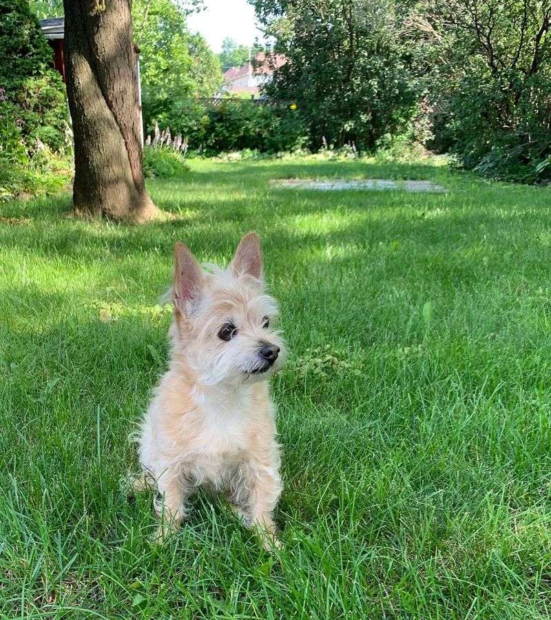 Cairn Terrier