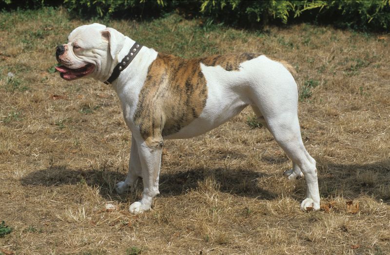 From White to Brindle: The Many Colors of American Bulldogs