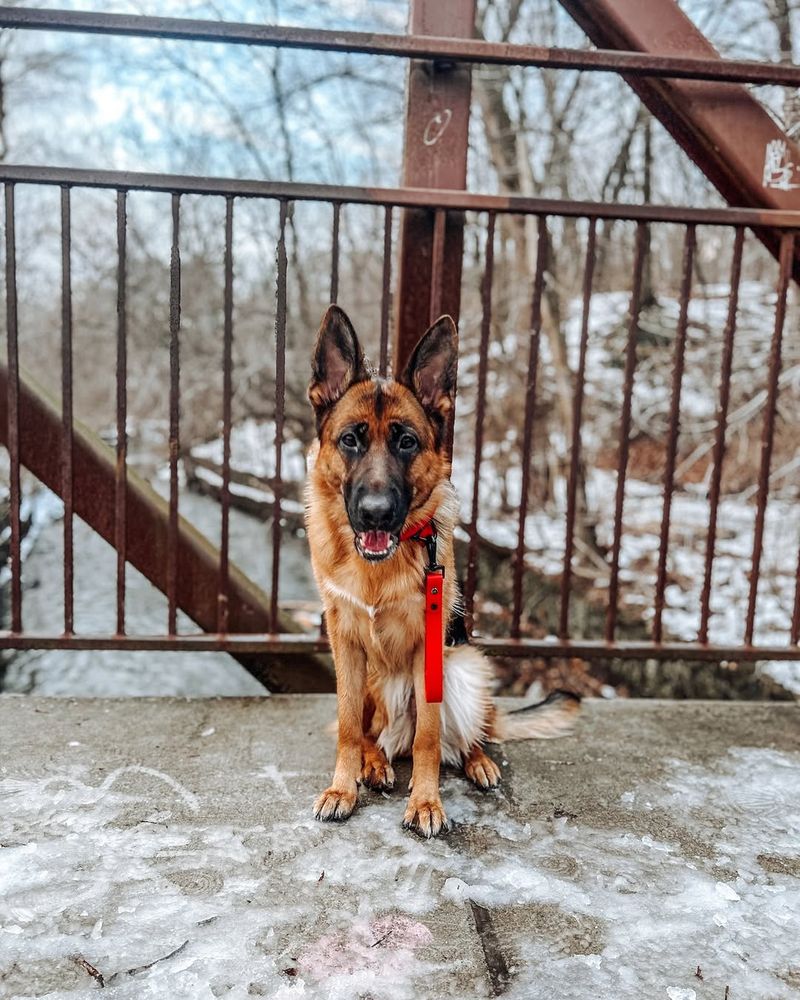 German Shepherd