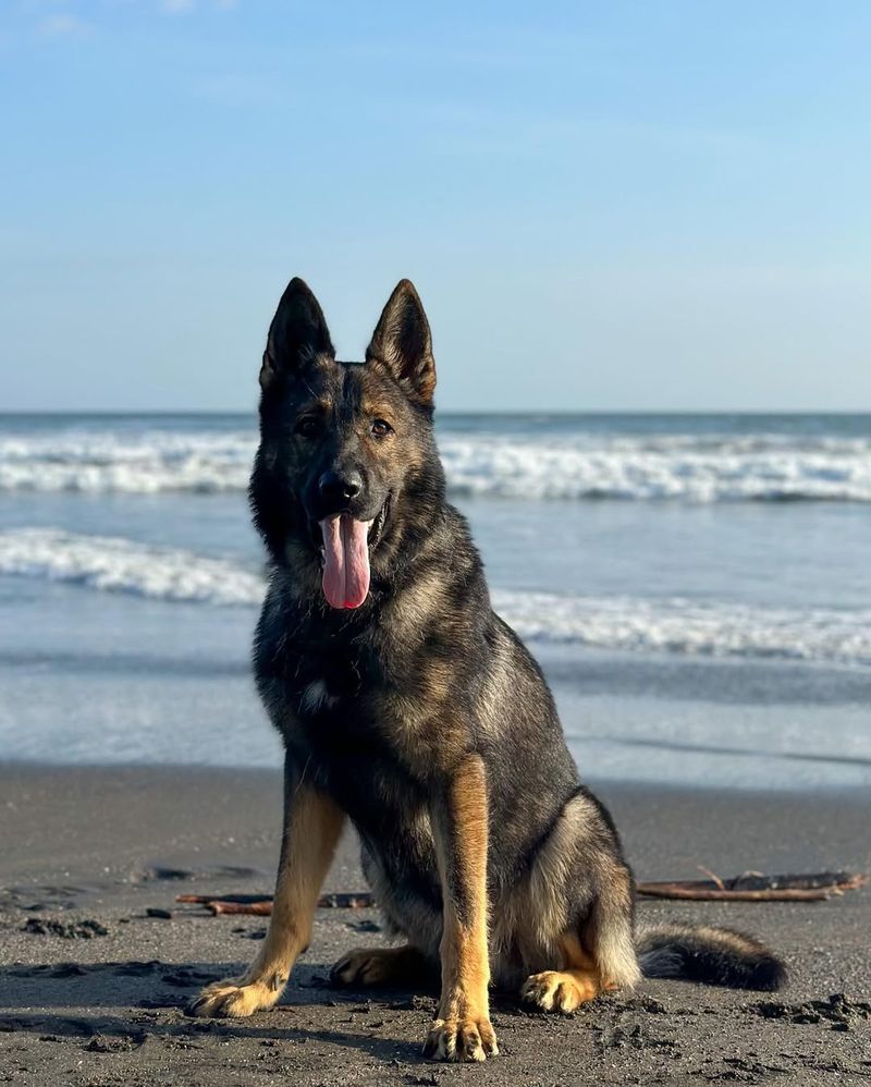 German Shepherd