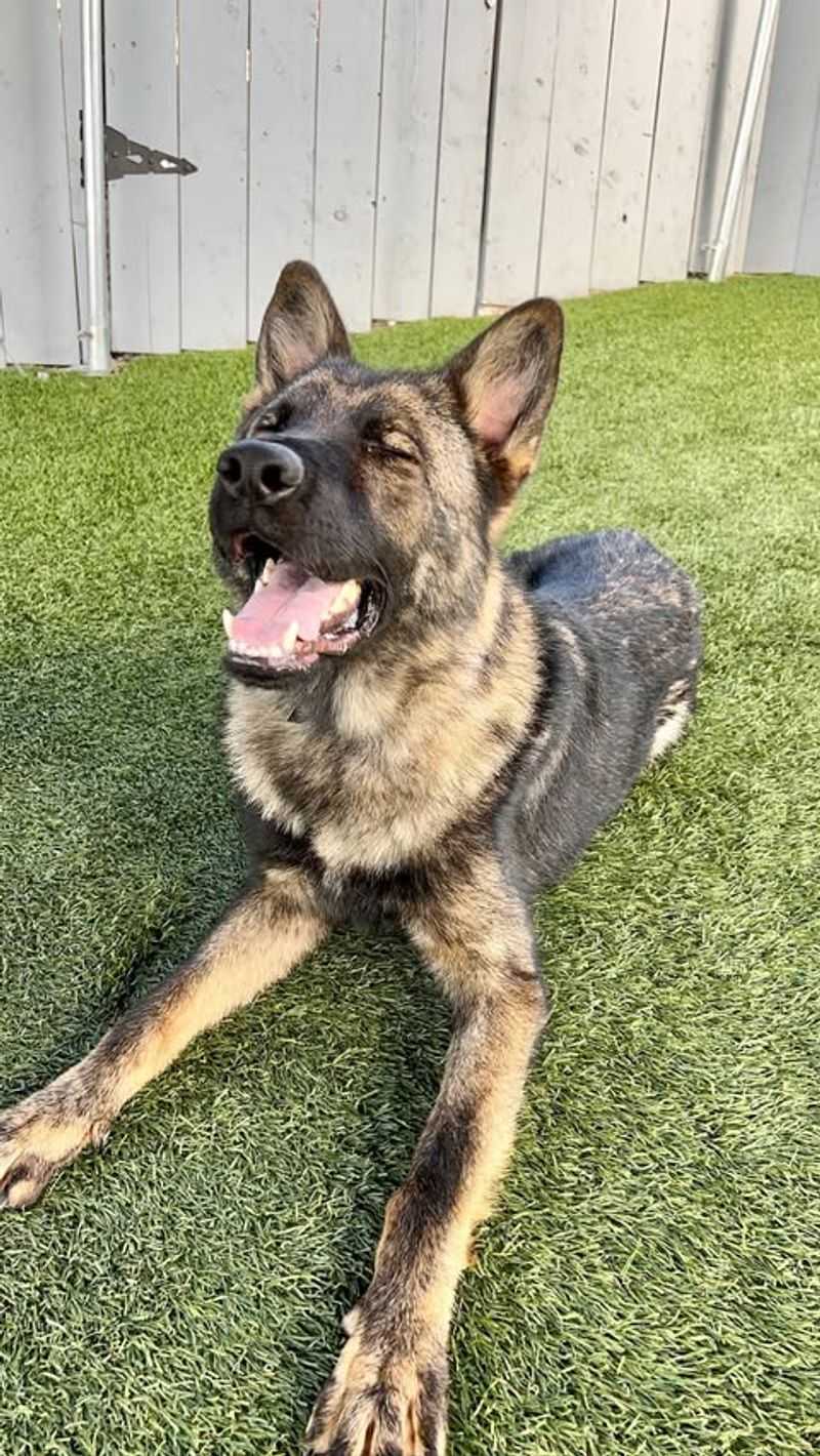 German Shepherd