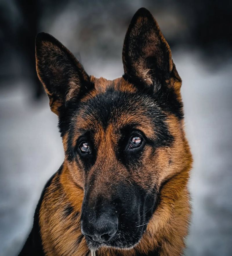 German Shepherd