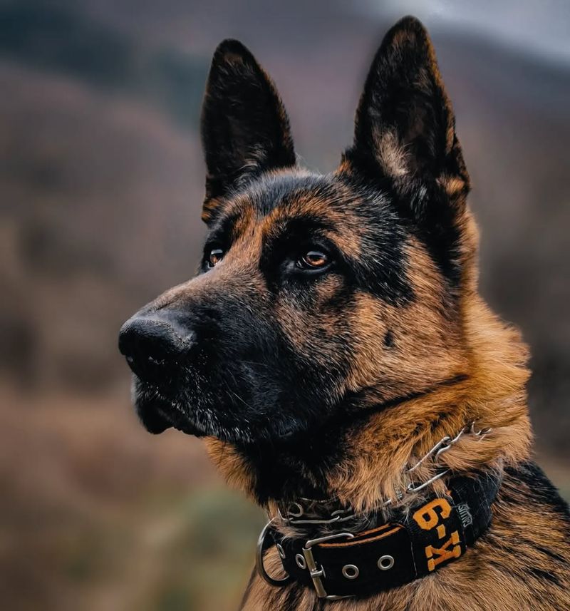 German Shepherd