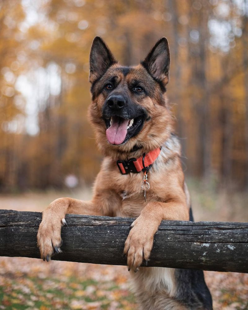 German Shepherd