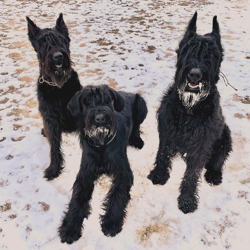 Giant Schnauzer