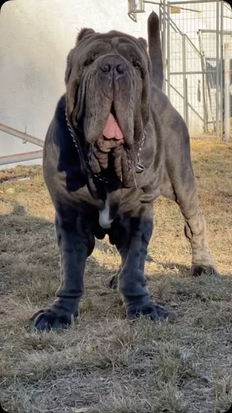 Neapolitan Mastiff