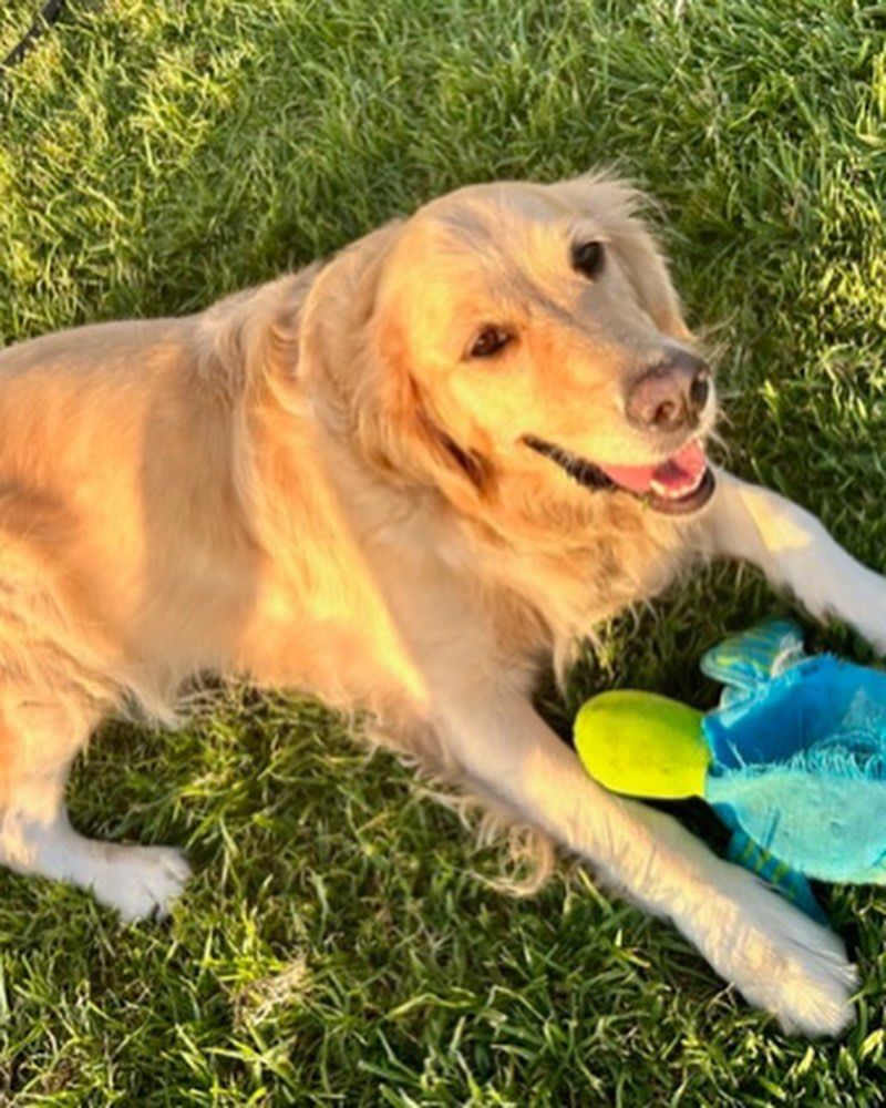 Golden Retriever