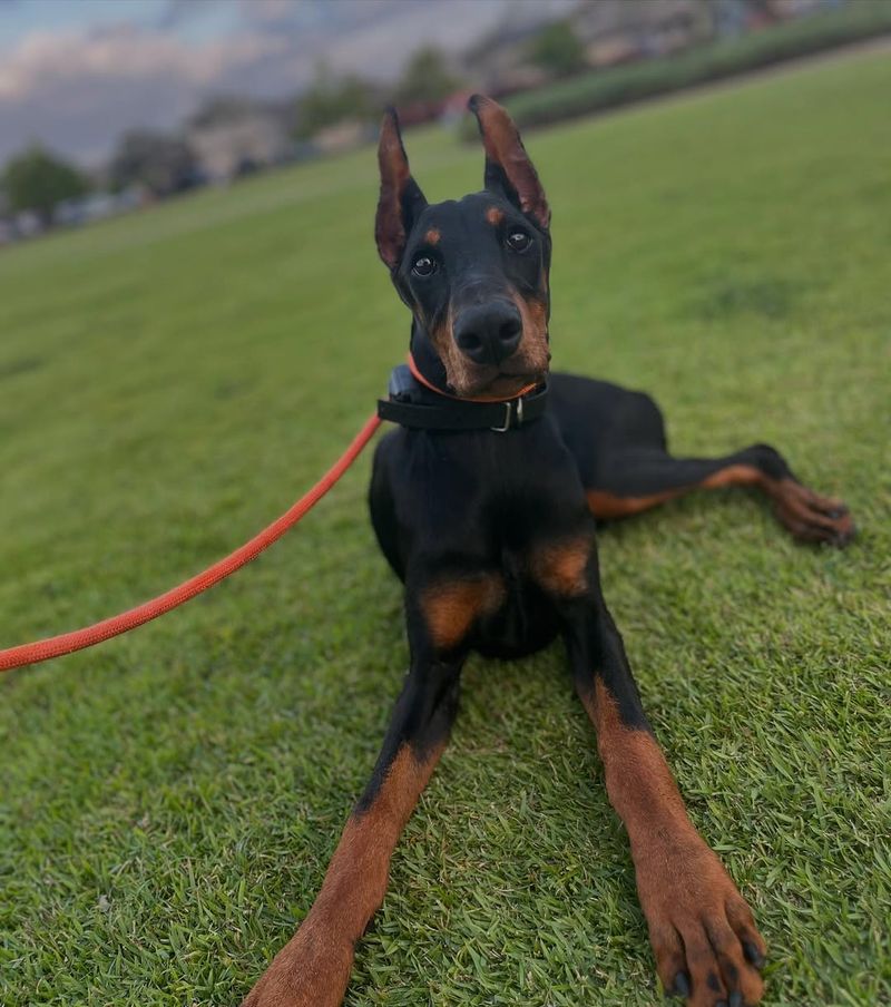 Doberman Pinscher