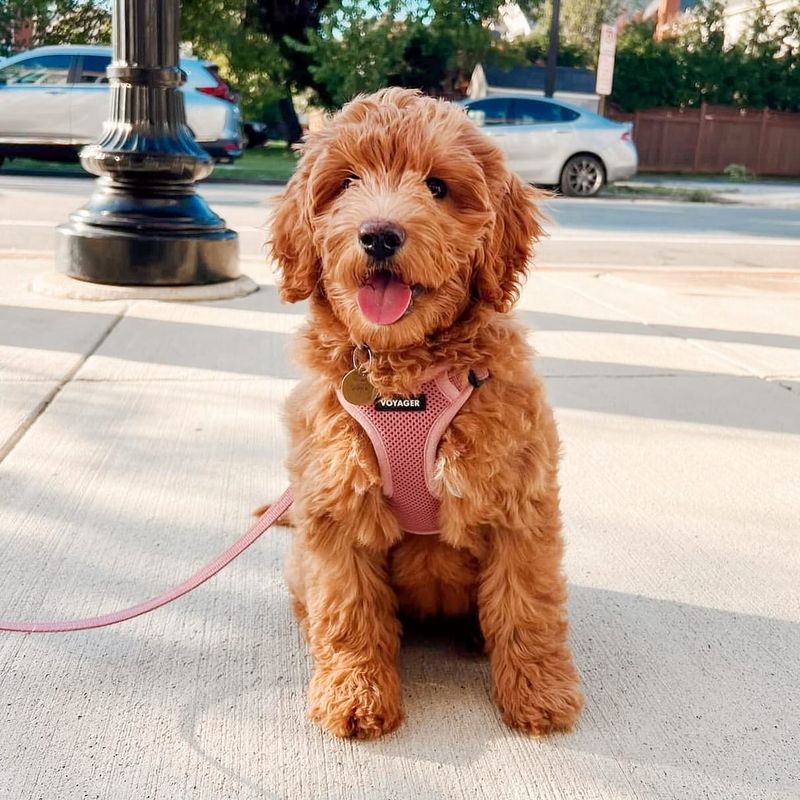 Goldendoodle