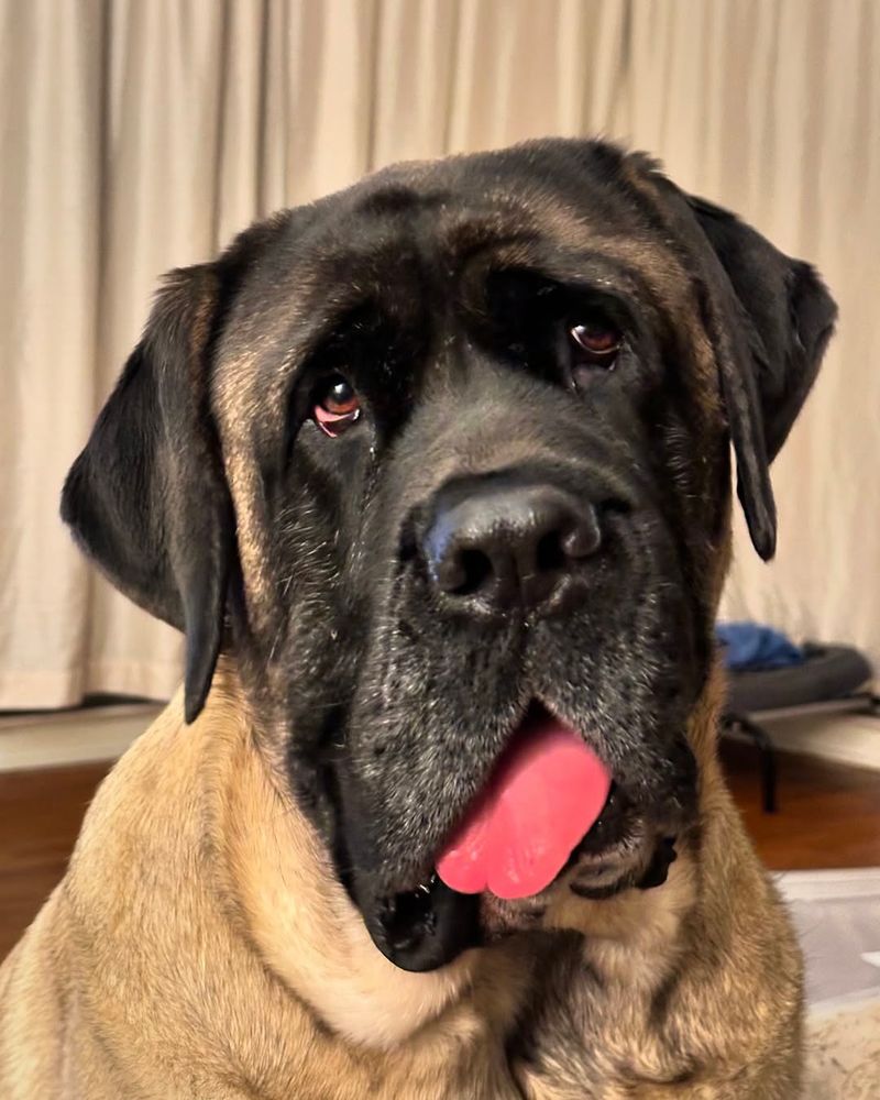 English Mastiff