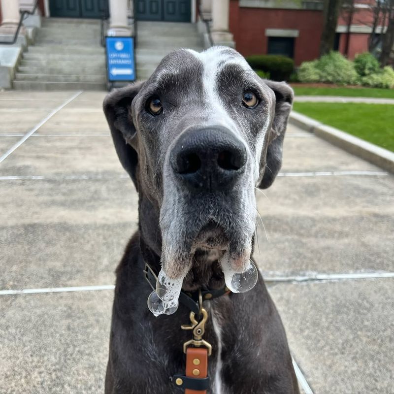 Great Dane