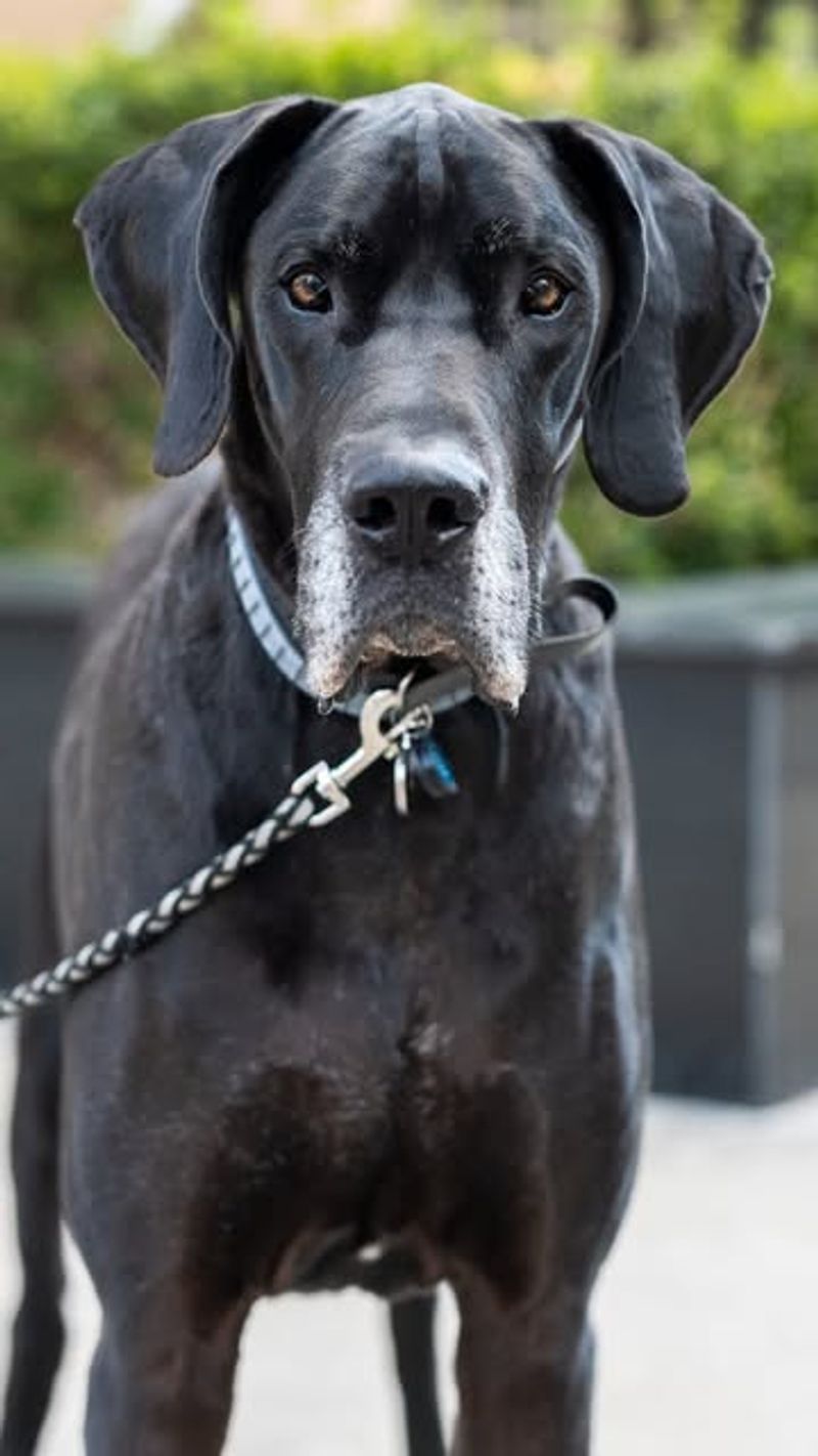 Great Dane