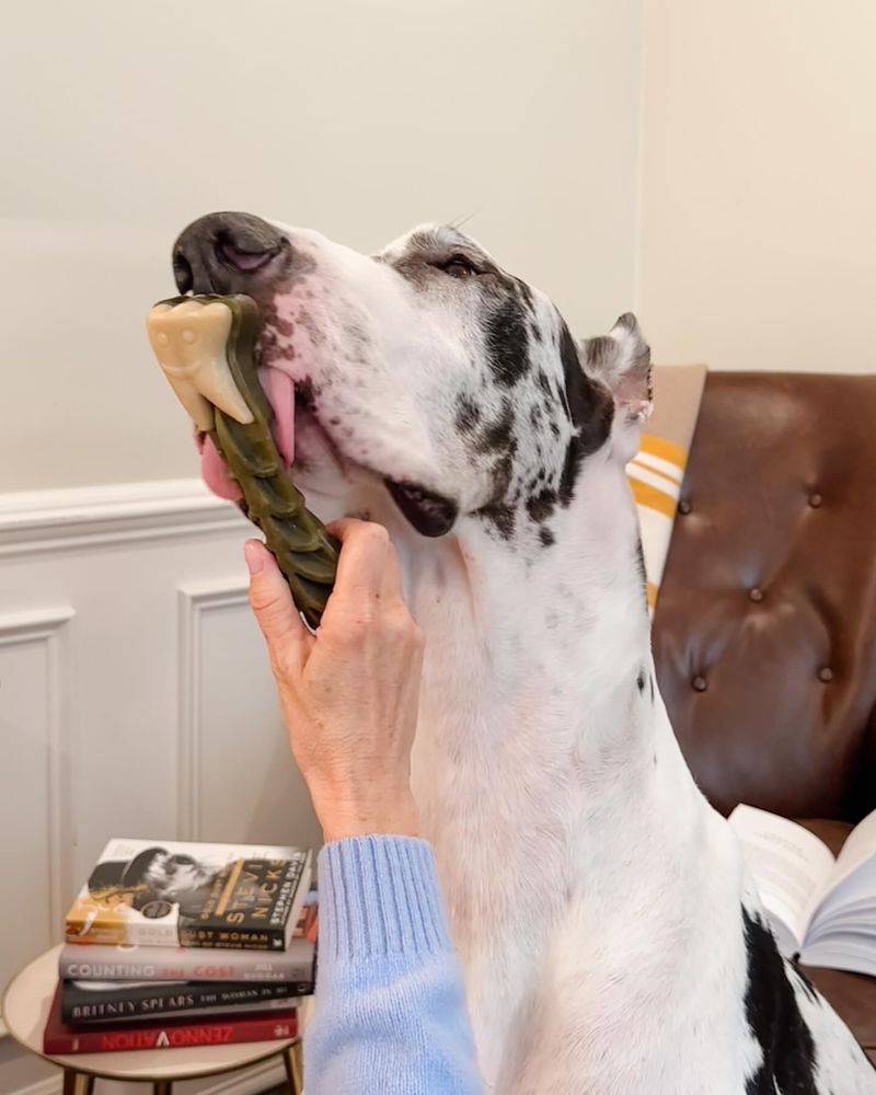 Great Dane