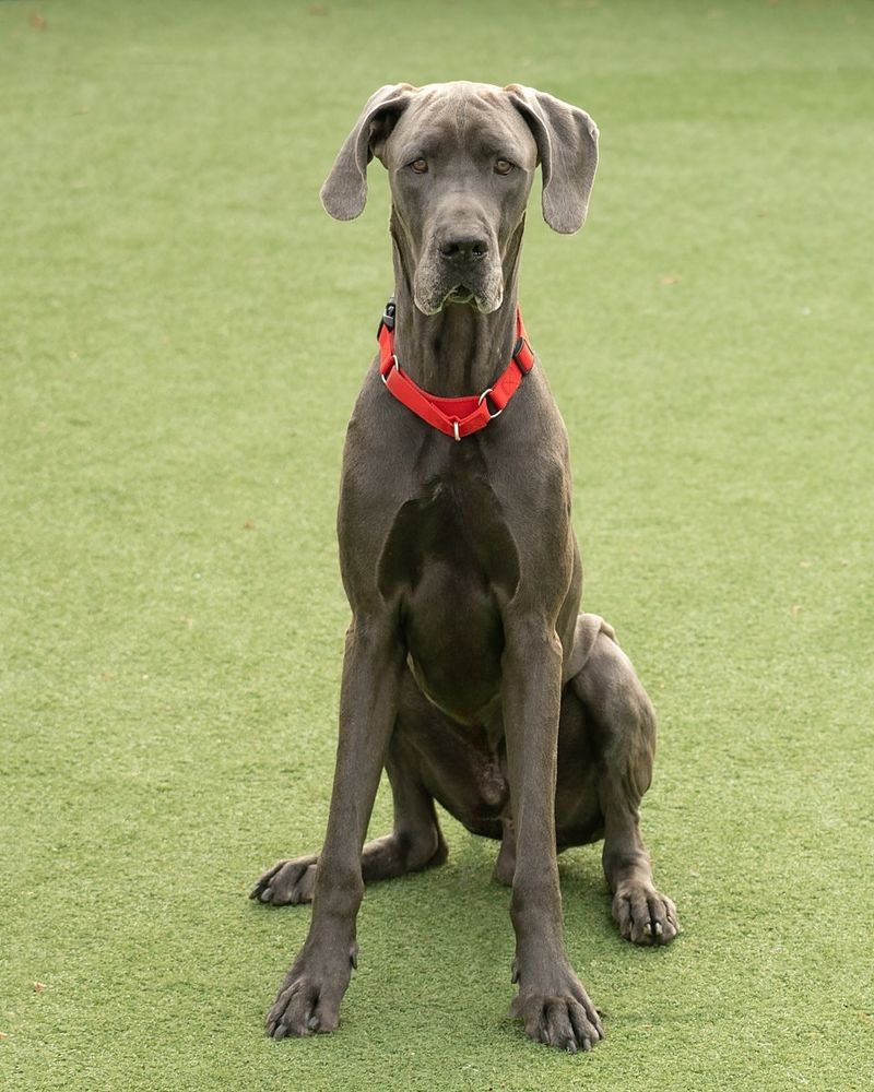 Great Dane