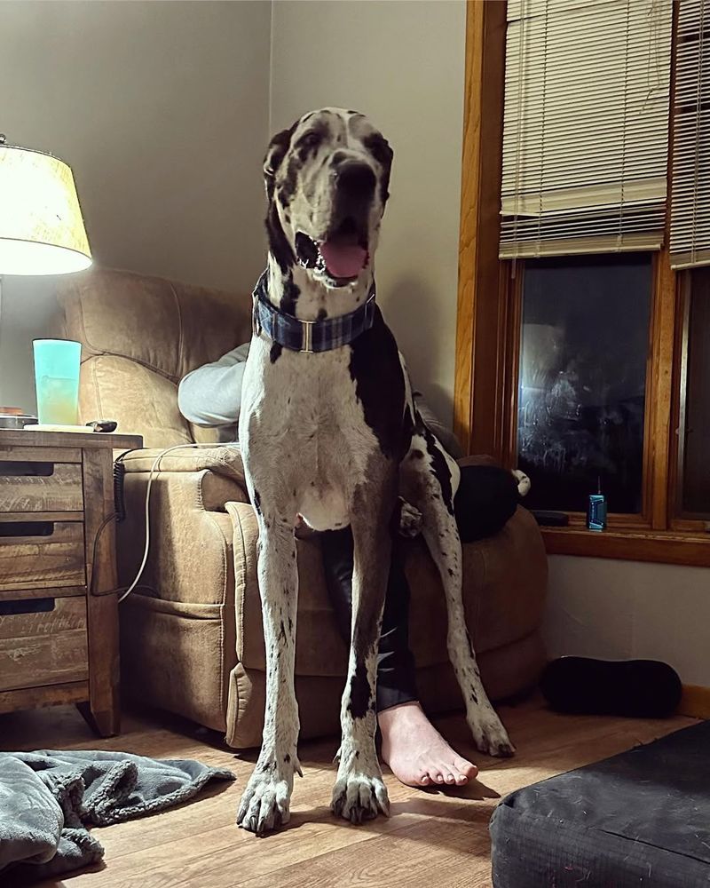 Great Dane