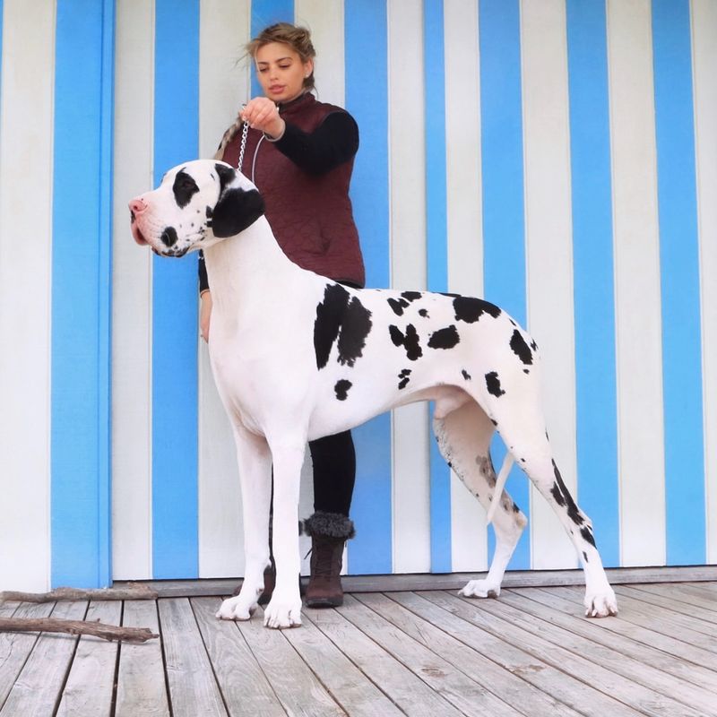 Great Dane