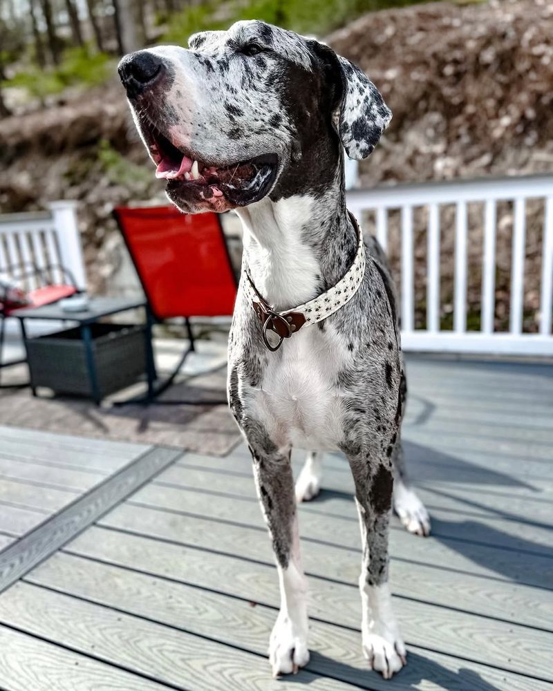 Great Dane