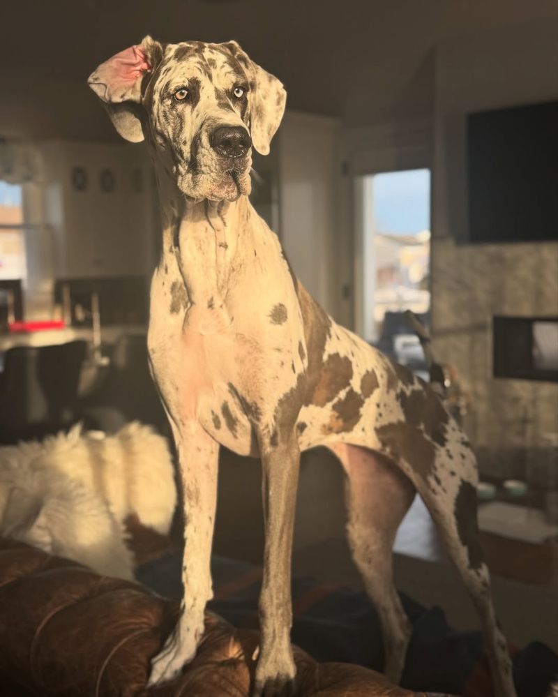 Great Dane