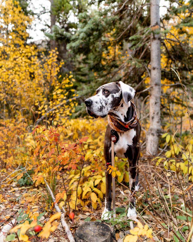 Great Dane