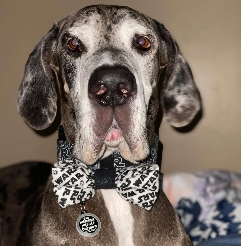 Great Dane