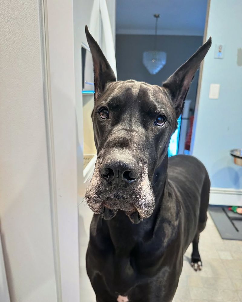 Great Dane