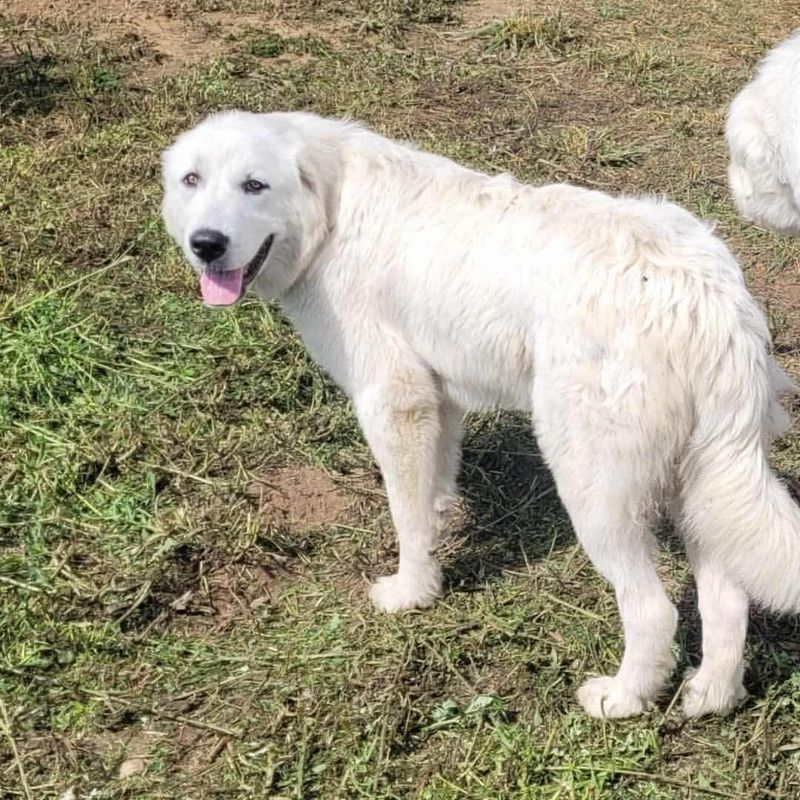 Great Pyrenees